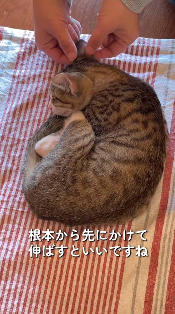 猫の耳を指で摘まむ飼い主