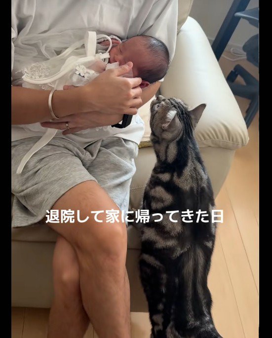 赤ちゃんの匂いを嗅いでいる猫
