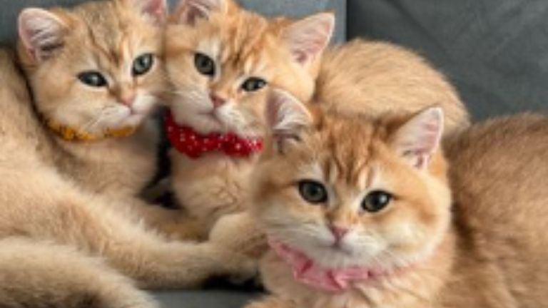 集まっている子猫