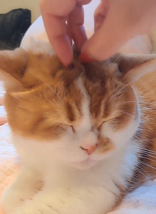 飼い主さんが手を離す
