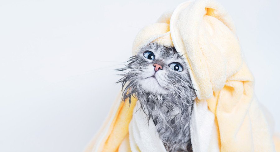 濡れた体を拭かれる猫