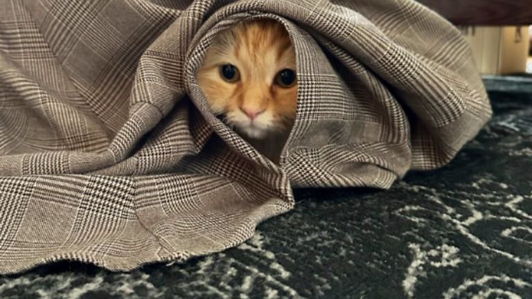 スカートの中にいる猫