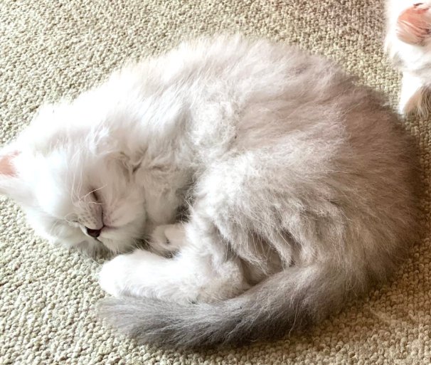 丸くなって眠る子猫(しっぽにグレーが多い猫)