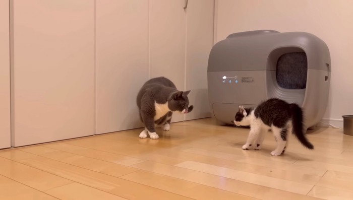 先住猫と対面した子猫