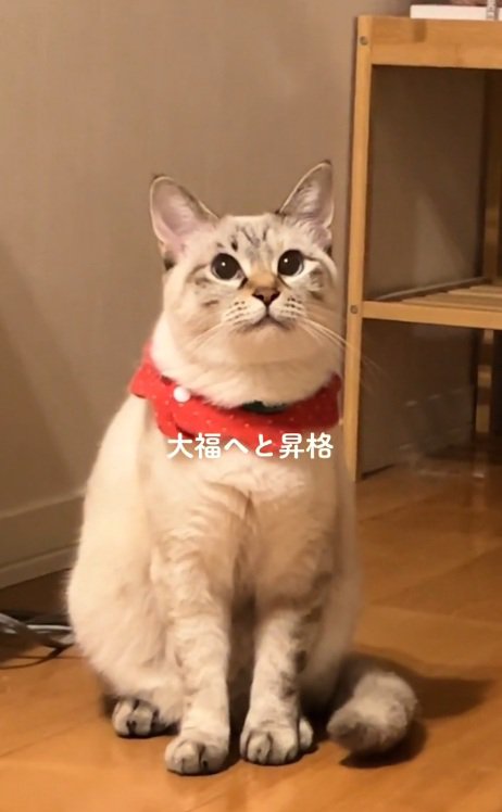 すこしふっくらしたサバ白猫