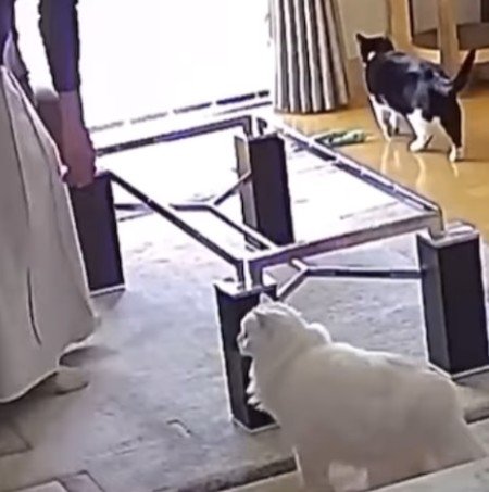 テーブルの枠とるとくん