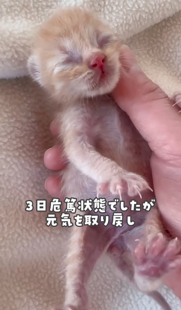 仰向けの茶トラ子猫