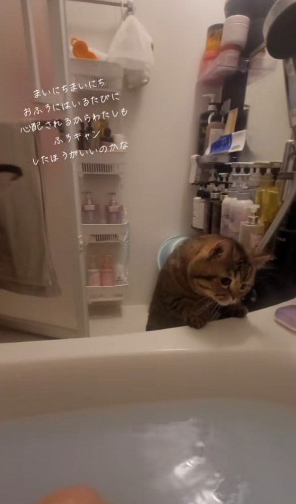お湯を覗き込む猫