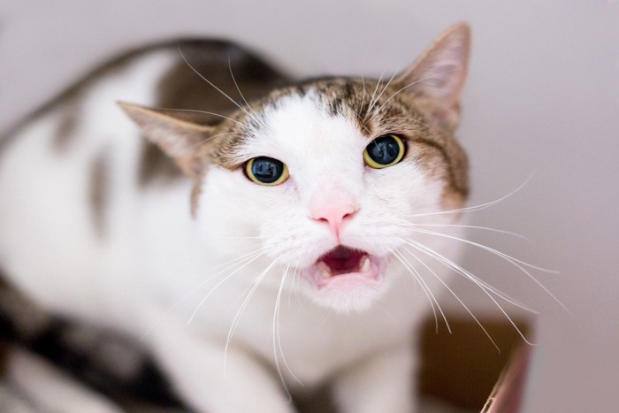 見上げて鳴く猫
