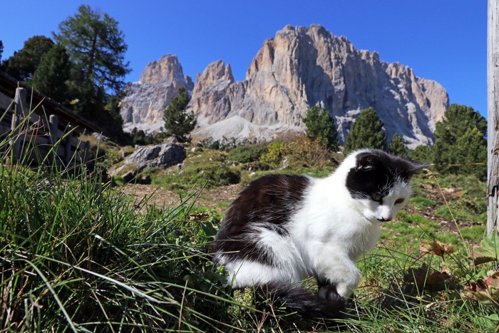 山道を進む白黒猫