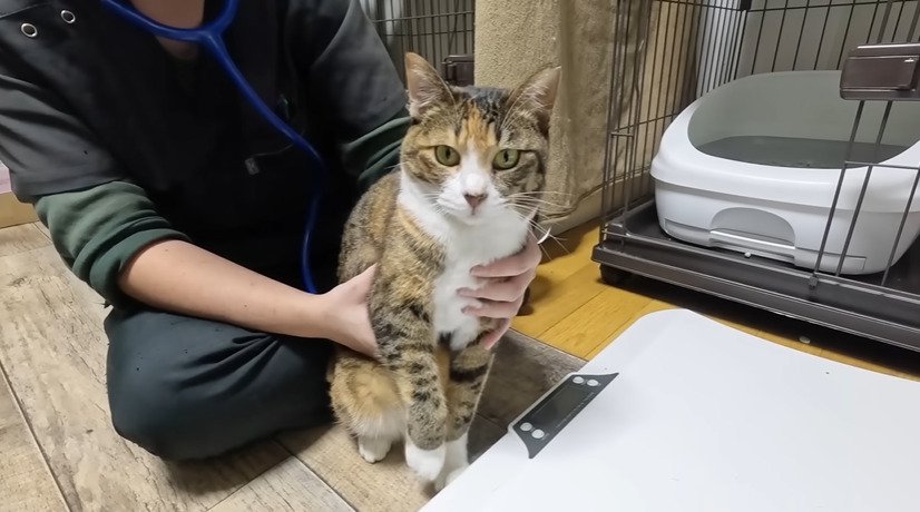 診察される猫