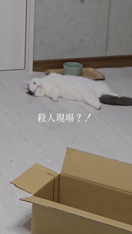 仰向けになって空中を見つめる猫