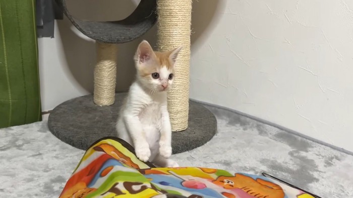 二本足で立つ子猫