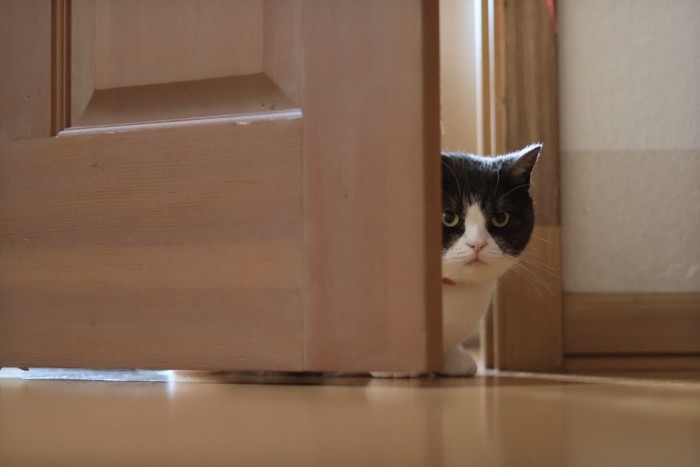 ドアの隙間から見つめる猫