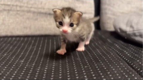 歩く子猫