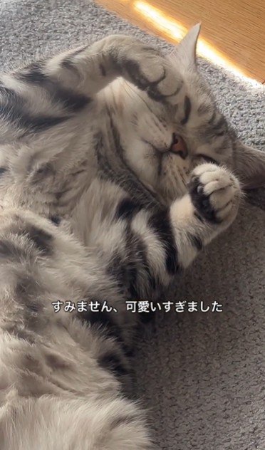 絨毯の上で寝ている猫