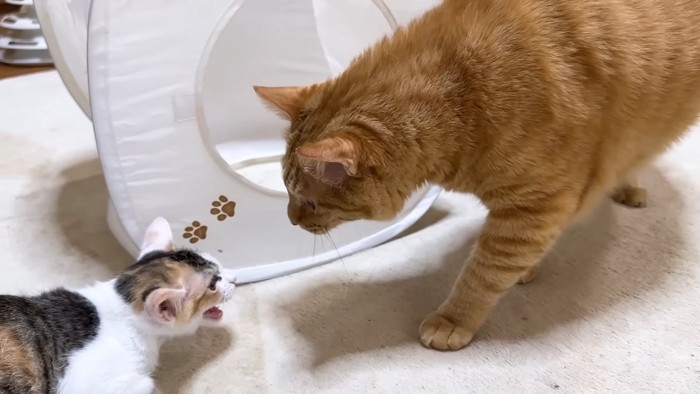 子猫に近づく成猫