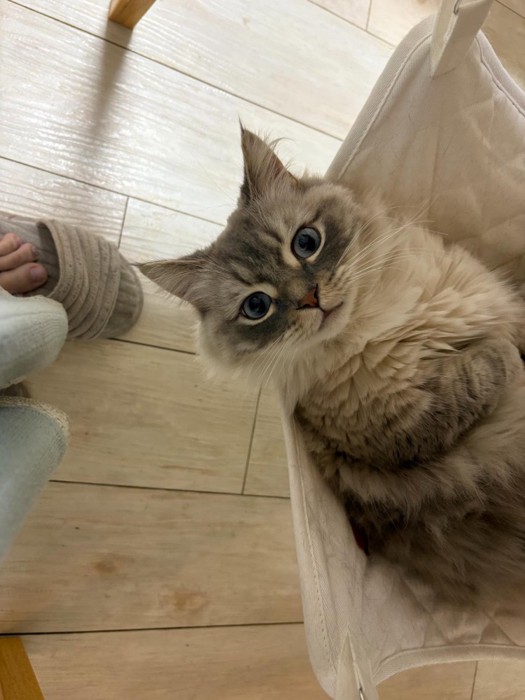 ハンモックでくつろぐ猫