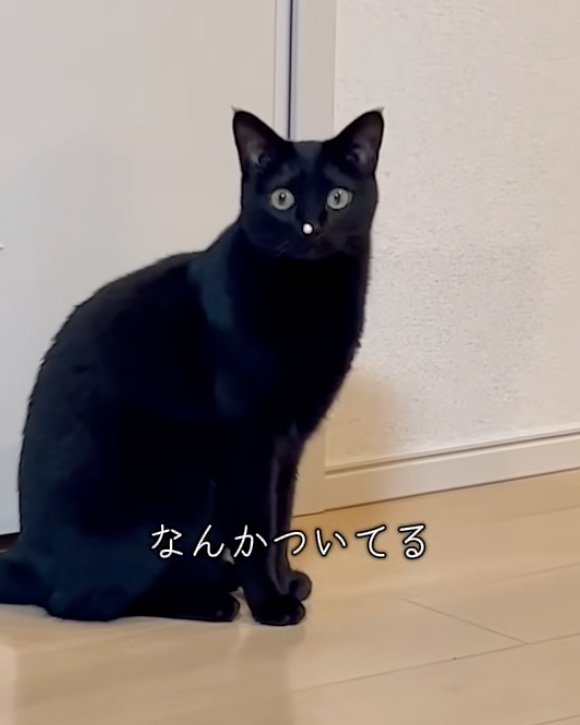 こっちを向く猫