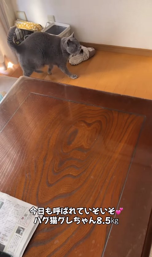 テーブルの近くを歩いている猫