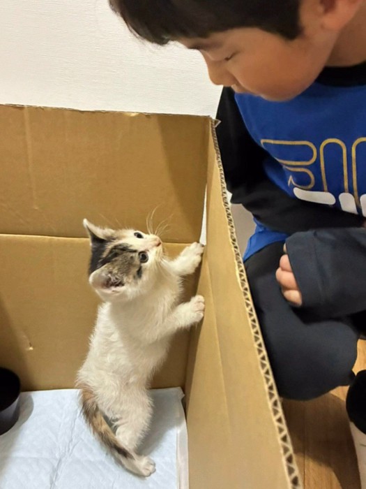 男の子を見る子猫