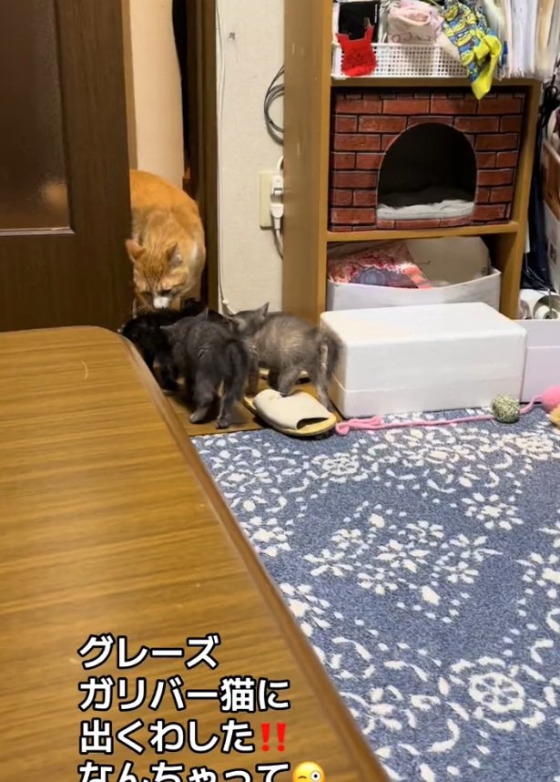きなこくんと遭遇する3匹の子猫
