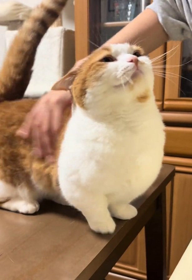 しっぽを振るおみそちゃん