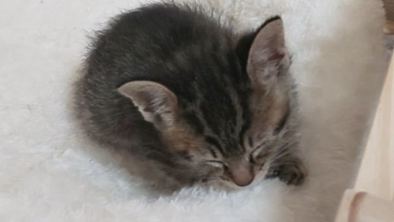 ベッドにいる子猫