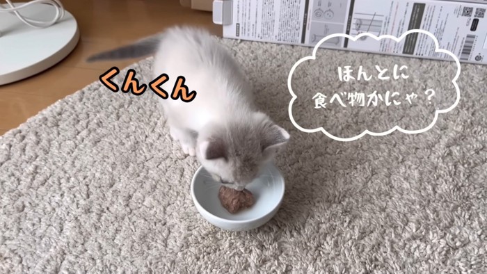 ごはんを嗅ぐ猫