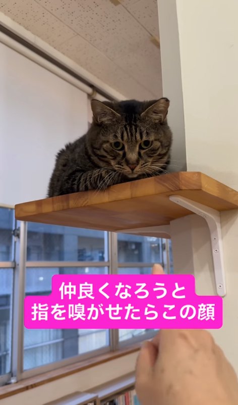 差し出された指を見下ろしている猫