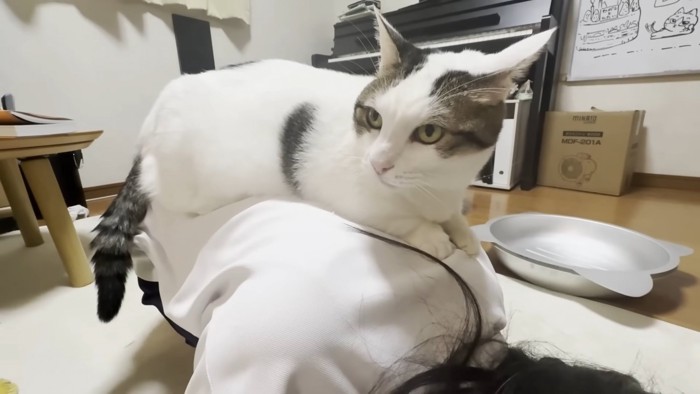 お顔を左に向けた猫ちゃん