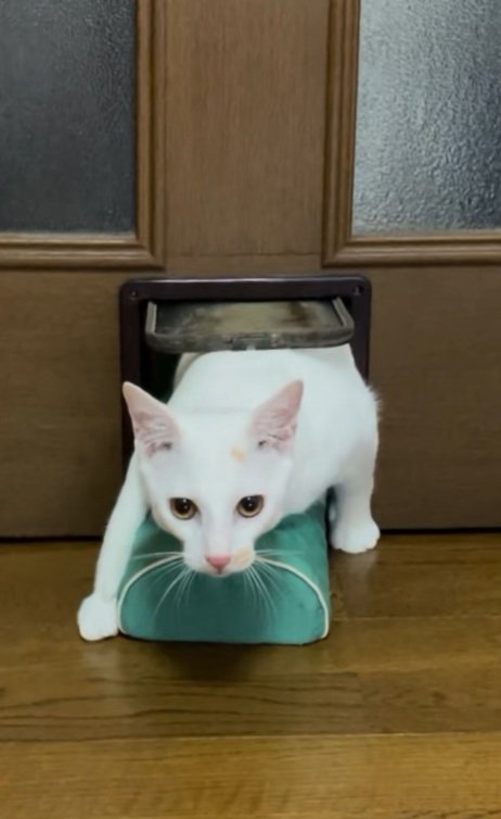 枕をくわえて猫用通路を通ろうとする猫