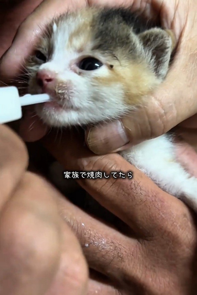 スポイトでミルクを飲む子猫