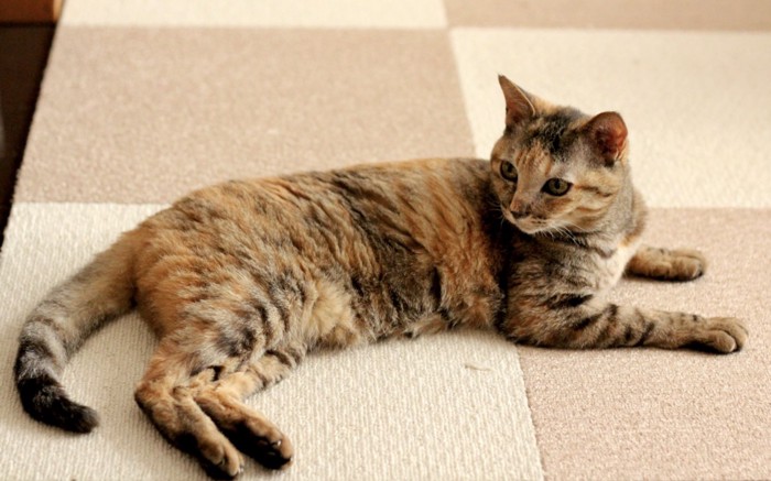 寝っ転がっている1匹の猫