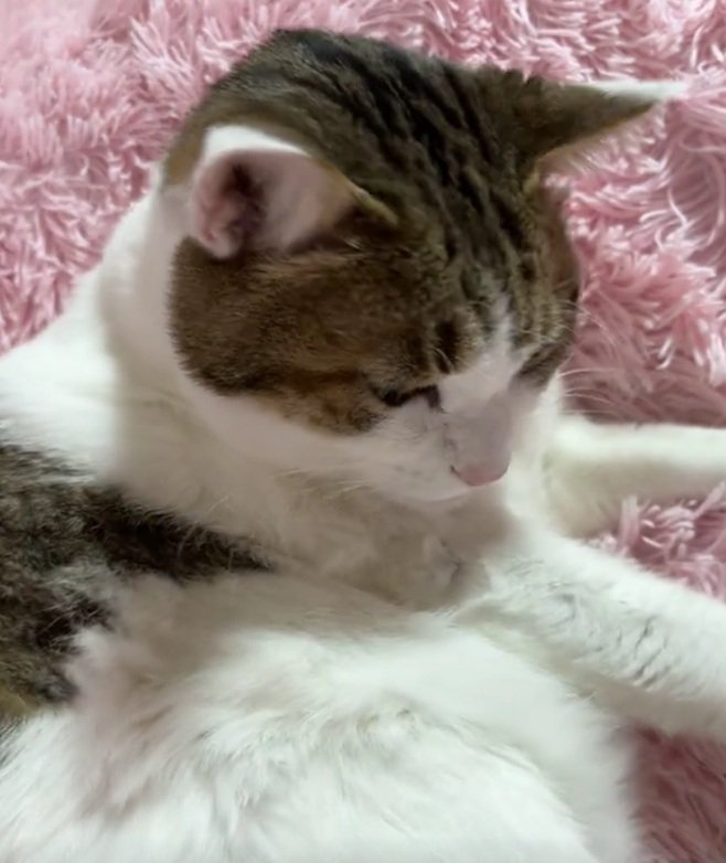 虚無顔の猫