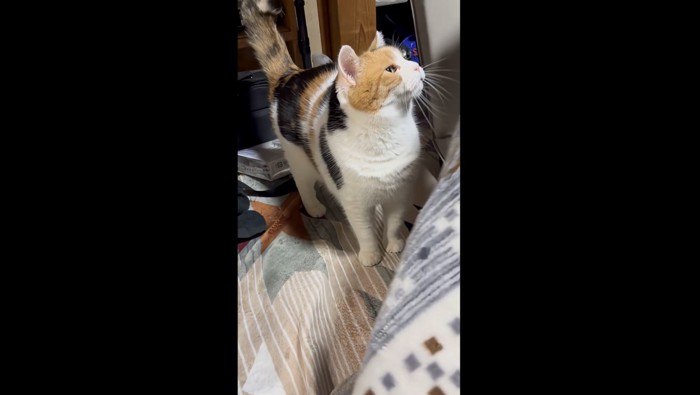 座椅子の横で待機するミケ