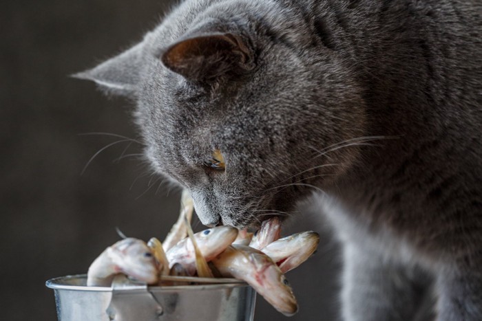 魚のにおいをかぐ猫