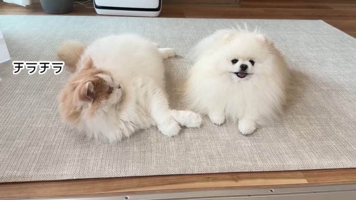 ポテチくんを見るレモンくん