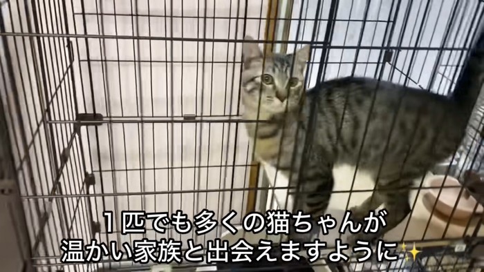 テロップ「1匹でも多くの～」