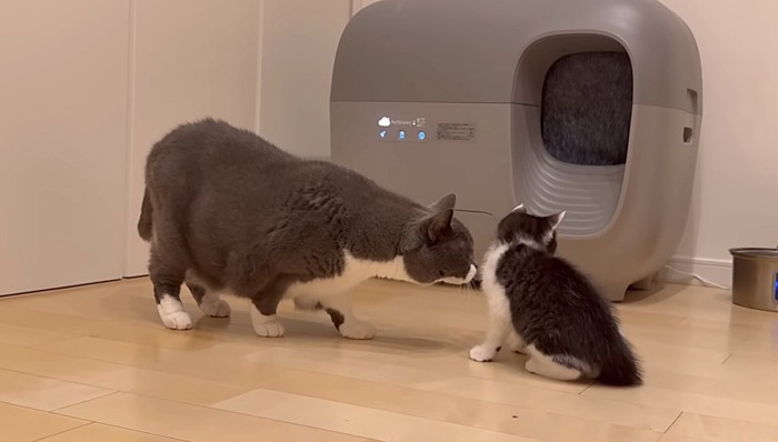 子猫の匂いを嗅ぐ先住猫