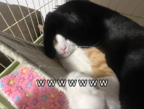 茶白猫の顔を踏む黒猫