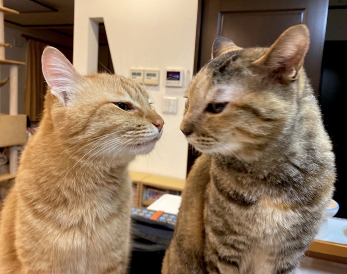 見合っている2匹の猫