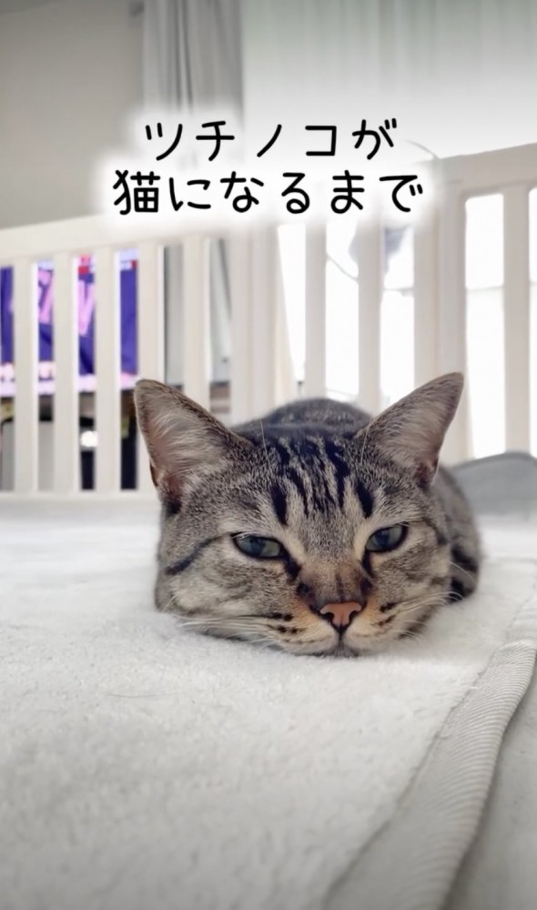 ツチノコのような猫