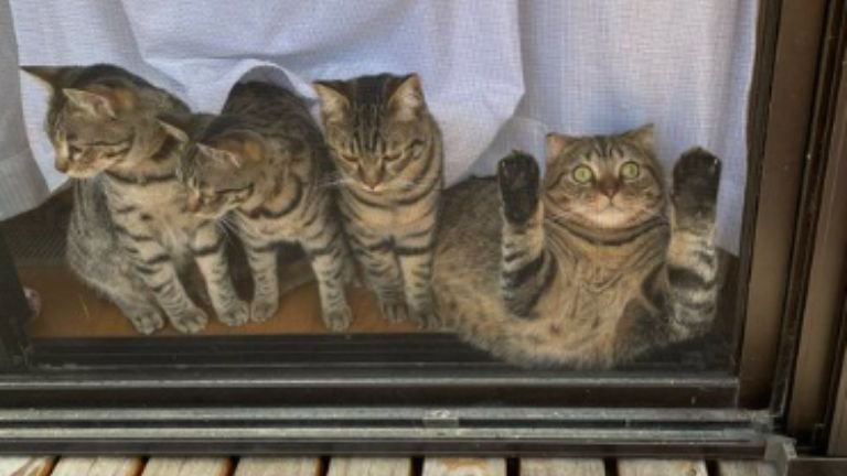 窓際にいるキジトラ猫たち