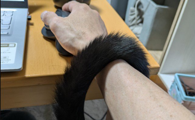 人の腕と猫のしっぽ