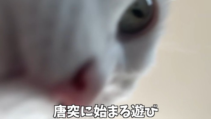 チロくんのドアップ: