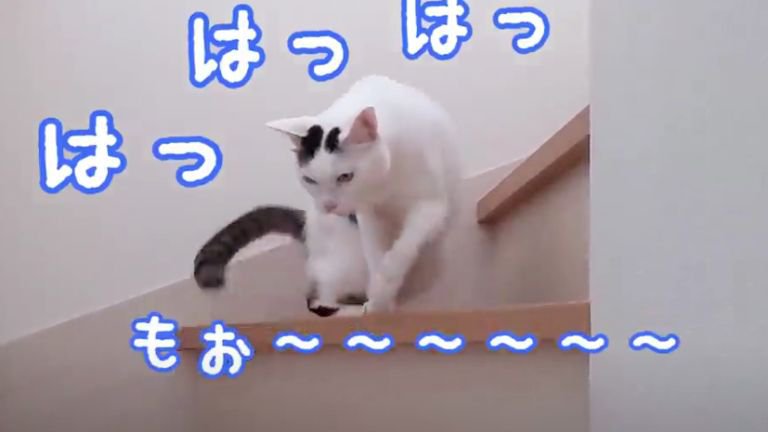 階段にいる猫