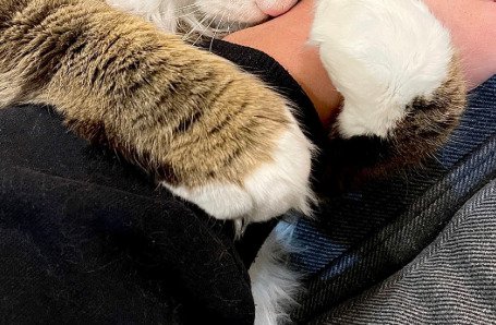 猫の手のアップ