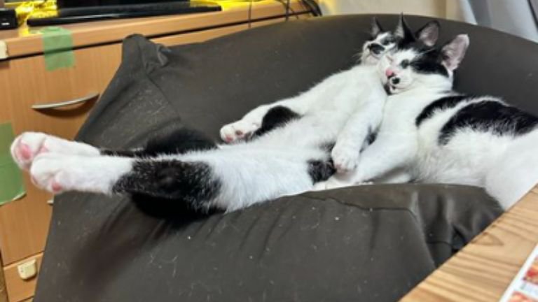 クッションで寝ている猫たち