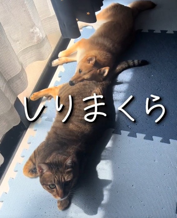 猫のしっぽを枕にする犬